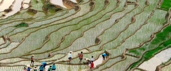 Planting upland rice, Vietnam © J-C. Maillard, CIRAD